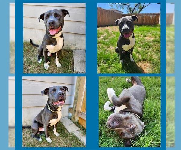 Medium Photo #2 American Staffordshire Terrier-Unknown Mix Puppy For Sale in San Antonio, TX, USA