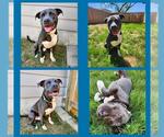 Small #1 American Staffordshire Terrier Mix