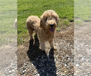 Mother of the Goldendoodle (Miniature) puppies born on 04/27/2025
