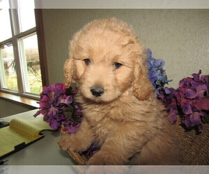 Goldendoodle-Poodle (Toy) Mix Puppy for sale in KALAMAZOO, MI, USA