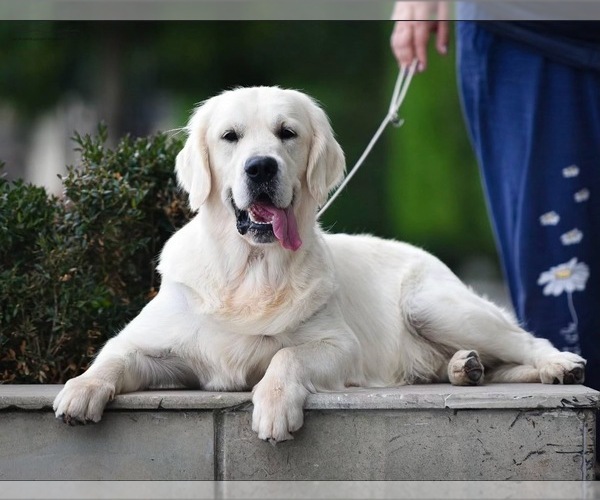 Medium Photo #1 English Cream Golden Retriever Puppy For Sale in NAPPANEE, IN, USA