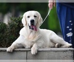 Small Photo #1 English Cream Golden Retriever Puppy For Sale in NAPPANEE, IN, USA