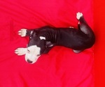 Small #5 American Pit Bull Terrier