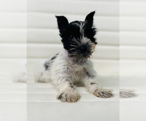 Schnauzer (Miniature) Puppy for sale in CINCINNATI, OH, USA