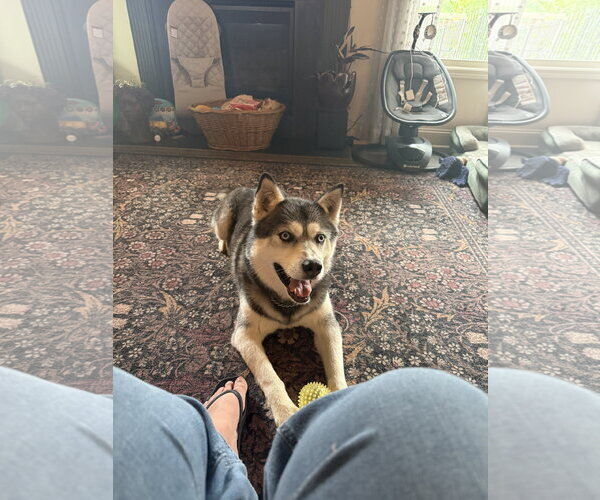 Medium Photo #6 Siberian Husky Puppy For Sale in Cumming, GA, USA