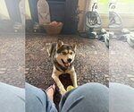 Small #5 Siberian Husky