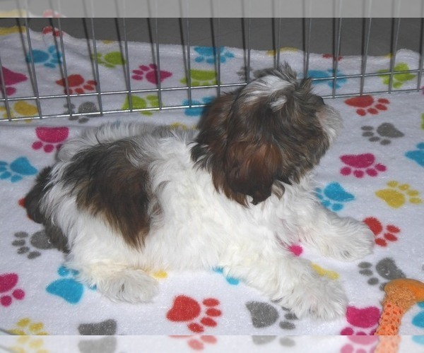 Medium Photo #7 Shorkie Tzu Puppy For Sale in ORO VALLEY, AZ, USA