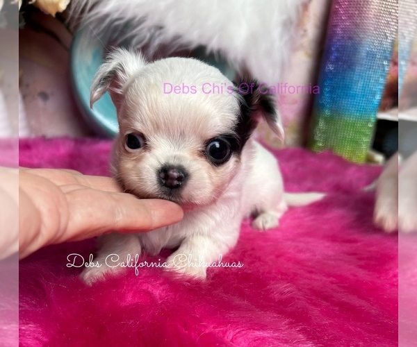 Medium Photo #1 Chihuahua Puppy For Sale in TRACY, CA, USA