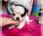 Image preview for Ad Listing. Nickname: Longhair LONDON