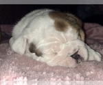 Small Photo #7 English Bulldog Puppy For Sale in NORCO, CA, USA