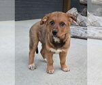 Small #2 Australian Cattle Dog