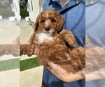 Puppy Puppy 5 COCO Labradoodle