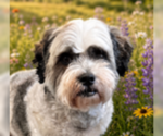Small #3 Hava-Apso
