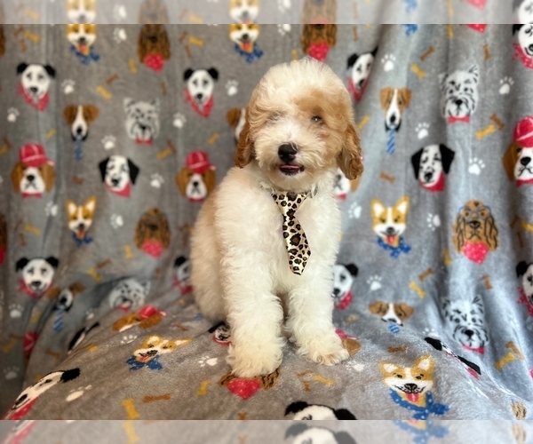 Medium Photo #1 Cockapoo Puppy For Sale in LAKELAND, FL, USA