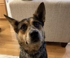 Australian Shepherd-German Shepherd Dog Mix Dogs for adoption in CHATTANOOGA, TN, USA