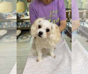 Maltese Dogs for adoption in Benton, LA, USA