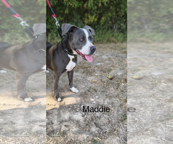 Medium Photo #1 American Pit Bull Terrier-Unknown Mix Puppy For Sale in Farmerville, LA, USA