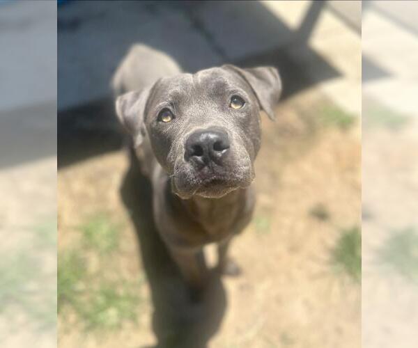 Medium Photo #2 American Staffordshire Terrier-Mastiff Mix Puppy For Sale in Incline Village, NV, USA