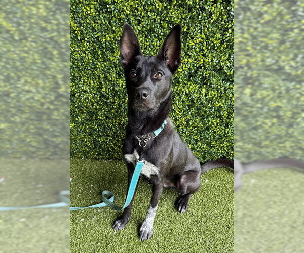 Medium Photo #1 Pointer-Unknown Mix Puppy For Sale in Naples, FL, USA