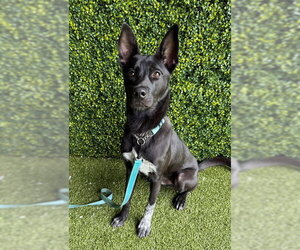 Pointer-Unknown Mix Dogs for adoption in Naples, FL, USA