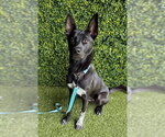 SONIC - Male Pointer-Unknown Mix Dog for Adoption - Small photo