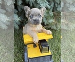 Small Photo #1 French Bulldog Puppy For Sale in MIDDLEBURY, IN, USA
