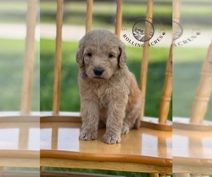 Goldendoodle Puppy for sale in MARYVILLE, MO, USA