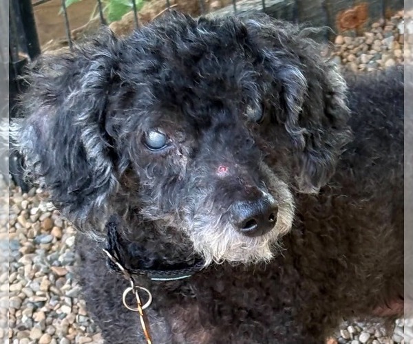 Medium Photo #2 Poodle (Miniature) Puppy For Sale in bloomington, IL, USA