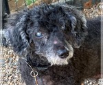 Small #1 Poodle (Miniature)