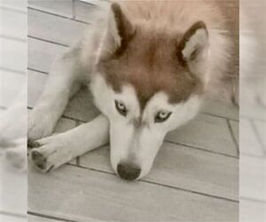 Sasha - Female Siberian Husky Dog for Adoption - Photo #4