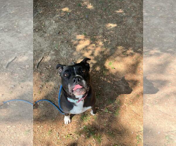 Medium Photo #4 Mutt Puppy For Sale in Front Royal, VA, USA