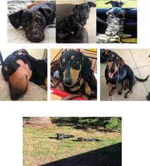 Dachshund Puppy for sale in PROVIDENCE, RI, USA