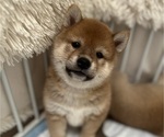 Small #3 Shiba Inu