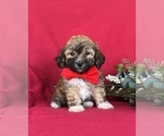 Small Photo #1 Havanese Puppy For Sale in BIRD IN HAND, PA, USA