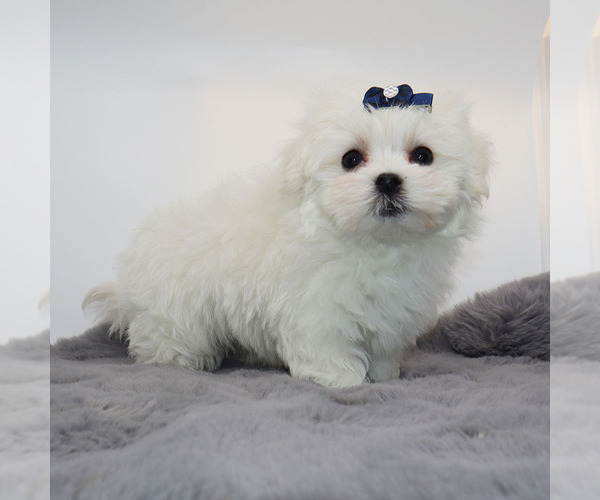Medium Photo #4 Maltese Puppy For Sale in LOS ANGELES, CA, USA