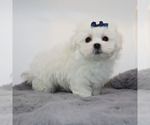 Small #3 Maltese