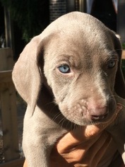 Weimaraner Puppy for sale in WATKINSVILLE, GA, USA