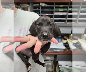 Labrador Retriever-Unknown Mix Dogs for adoption in Rustburg, VA, USA