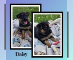 Puppy Daisy German Shepherd Dog