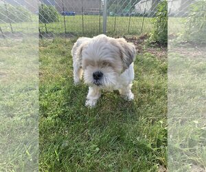 Shih Tzu-Unknown Mix Dogs for adoption in Crystal , MN, USA