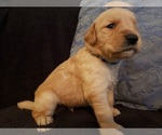 Small Photo #16 Golden Retriever Puppy For Sale in CLAREMORE, OK, USA