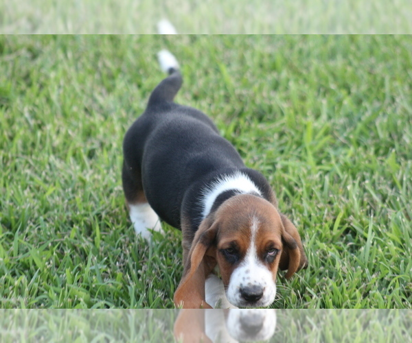Medium Photo #27 Basset Hound Puppy For Sale in MEMPHIS, MO, USA