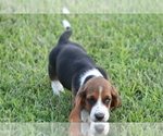 Small Photo #27 Basset Hound Puppy For Sale in MEMPHIS, MO, USA