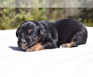 Miniature Australian Shepherd Puppy for sale in PALM COAST, FL, USA