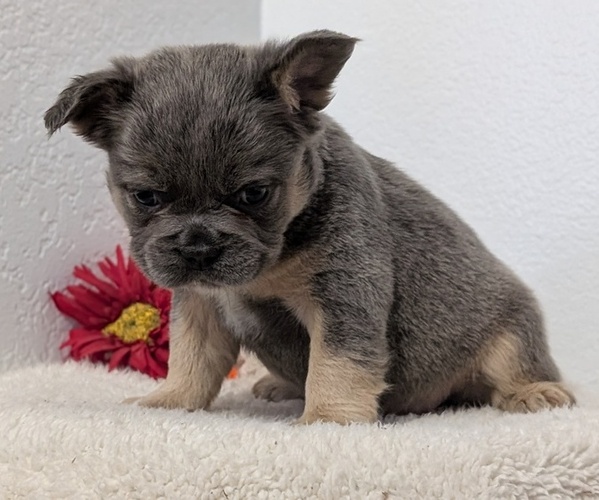 Medium Photo #70 French Bulldog Puppy For Sale in GOSHEN, IN, USA