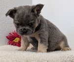 Small Photo #70 French Bulldog Puppy For Sale in GOSHEN, IN, USA