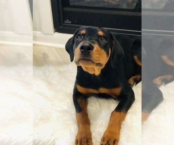 Medium Photo #1 Rottweiler Puppy For Sale in CONROE, TX, USA