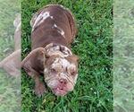 Small American Bulldog Mix