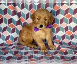 Golden Retriever Puppy for sale in LANCASTER, PA, USA