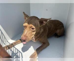American Pit Bull Terrier-Unknown Mix Dogs for adoption in Houston, TX, USA